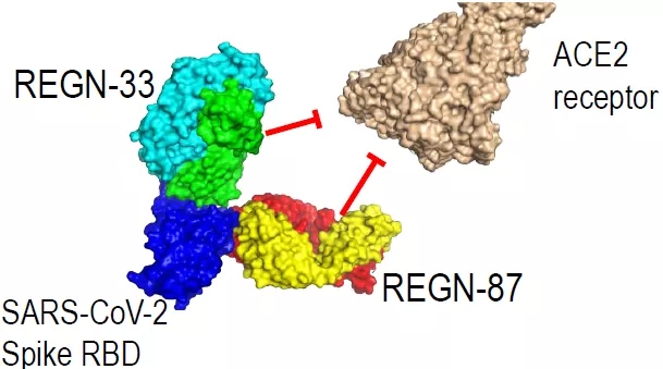 顶流懂王与8克「鸡尾酒」，再生元REGN-COV2中和抗体递交紧急使用申请